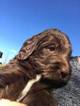 Small Photo #1 Labradoodle Puppy For Sale in FORNEY, TX, USA