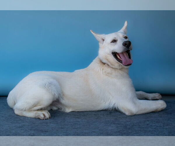 Medium Photo #2 Gerberian Shepsky Puppy For Sale in Pasadena, CA, USA