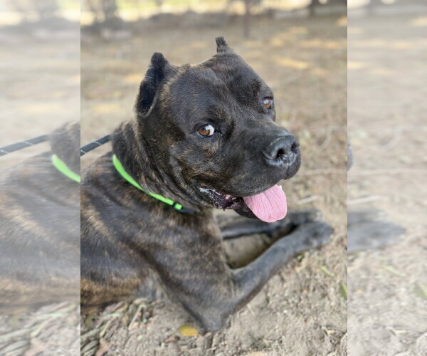 Medium Photo #1 Mutt Puppy For Sale in Goodyear, AZ, USA