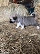 Small Photo #3 Anatolian Shepherd-Great Pyrenees Mix Puppy For Sale in ROBSTOWN, TX, USA