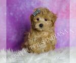 Small Photo #57 Maltipoo (Miniature) Puppy For Sale in WARSAW, IN, USA