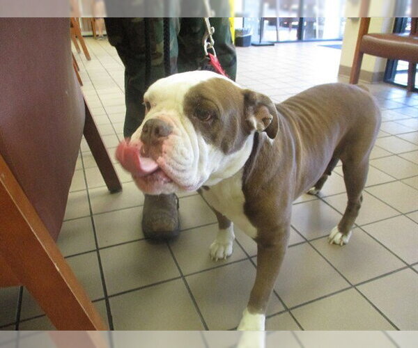 Medium Photo #1 Bulldog Puppy For Sale in Ocala, FL, USA