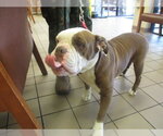 Small Bulldog