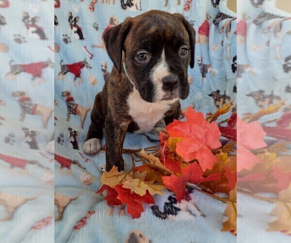Medium Photo #2 Boxer Puppy For Sale in PORT ROYAL, PA, USA