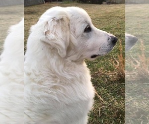 Mother of the Great Pyrenees puppies born on 11/20/2021