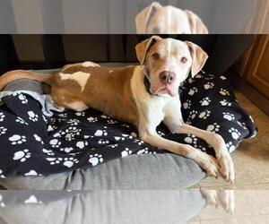 Reese - Male Mutt Dog for Adoption - Photo #9