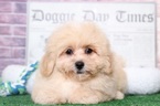 Small Photo #5 Lhasa-Poo Puppy For Sale in BEL AIR, MD, USA