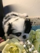 Small Photo #7 Japanese Chin Puppy For Sale in SALEM, OR, USA
