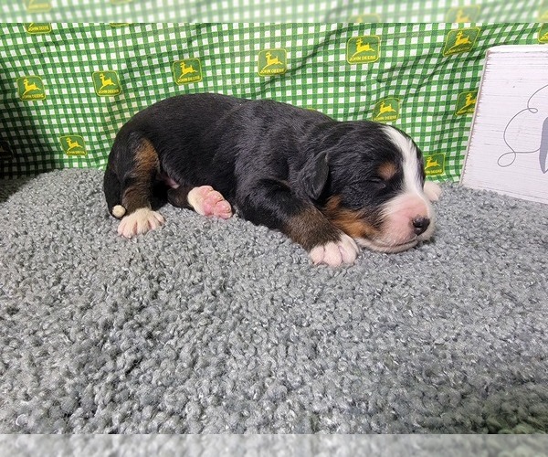 Medium Photo #36 Bernese Mountain Dog Puppy For Sale in BLACK FOREST, CO, USA