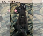 Small #4 German Shepherd Dog