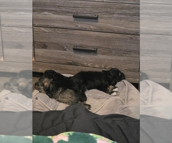 Medium Photo #1 Schnauzer (Miniature) Puppy For Sale in UNION, MO, USA