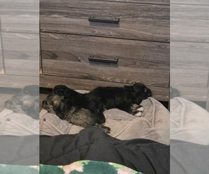 Schnauzer (Miniature) Puppy for sale in UNION, MO, USA