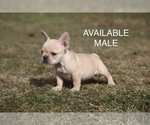 Small Photo #4 French Bulldog Puppy For Sale in MEDINA, OH, USA