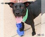 Small #1 Labrador Retriever Mix