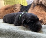 Small Photo #21 German Shepherd Dog Puppy For Sale in PINON HILLS, CA, USA