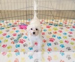 Small #6 Maltipoo (Toy)