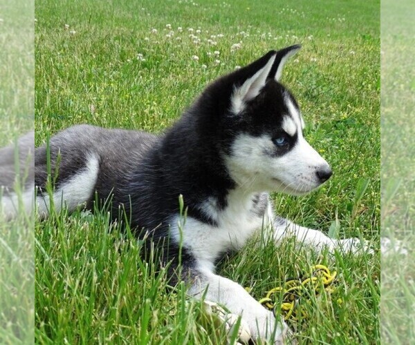 Medium Photo #2 Siberian Husky Puppy For Sale in DANVILLE, PA, USA