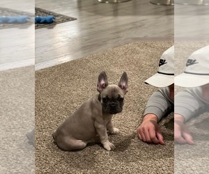 French Bulldog Puppy for sale in CANBY, OR, USA