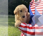 Small #5 Golden Retriever