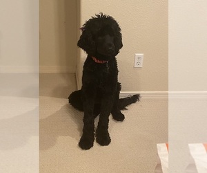 Poodle (Standard)-Portuguese Water Dog Mix Puppy for sale in SUGAR LAND, TX, USA