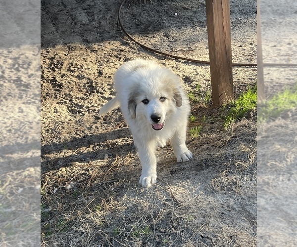Medium Photo #1 Great Pyrenees Puppy For Sale in WEST END, NC, USA