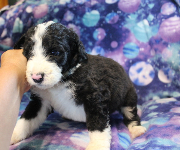 Medium Photo #5 Bernedoodle Puppy For Sale in JOICE, IA, USA