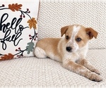 Small #4 Australian Cattle Dog