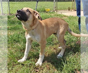 Great Pyrenees-Unknown Mix Dogs for adoption in Talladega, AL, USA