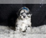 Puppy Silver Maltipoo