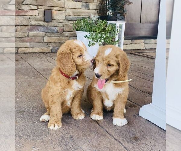 Medium Photo #2 Goldendoodle Puppy For Sale in GORDONVILLE, PA, USA