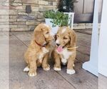 Small #1 Goldendoodle
