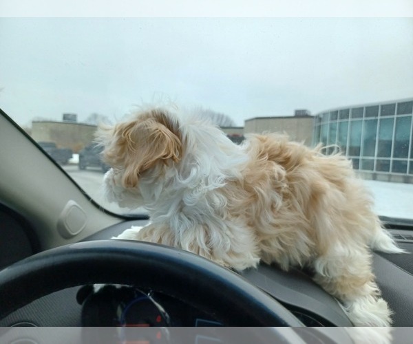 Medium Photo #4 Havapoo Puppy For Sale in LOUISVILLE, KY, USA