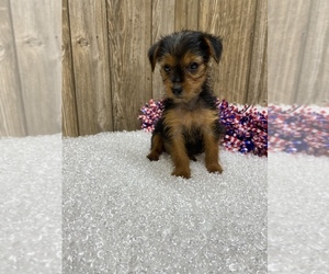 Yorkshire Terrier Puppy for sale in MYRTLE, MO, USA