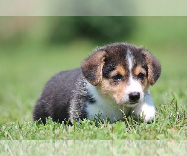 Medium Photo #11 Pembroke Welsh Corgi Puppy For Sale in FORT MADISON, IA, USA