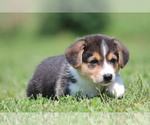 Small Photo #11 Pembroke Welsh Corgi Puppy For Sale in FORT MADISON, IA, USA
