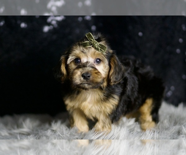 Medium Photo #6 YorkiePoo Puppy For Sale in WARSAW, IN, USA