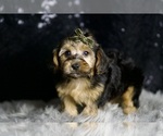 Small #5 YorkiePoo