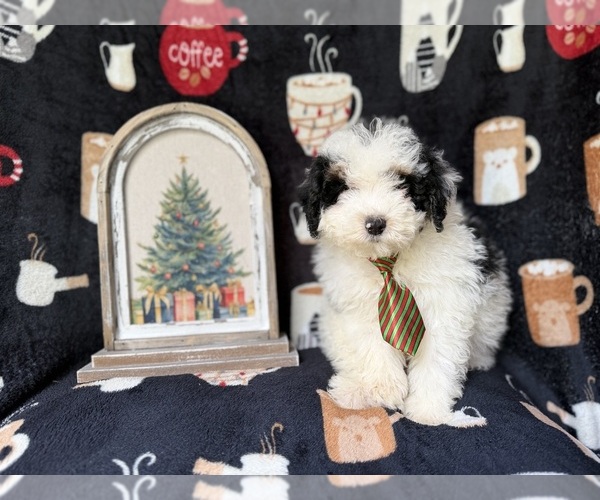 Medium Photo #4 YorkiePoo Puppy For Sale in LAKELAND, FL, USA
