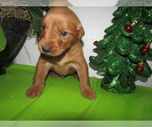 Golden Retriever Puppy for sale in BATTLE CREEK, MI, USA