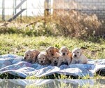 Small Photo #44 Golden Retriever Puppy For Sale in BYERS, CO, USA
