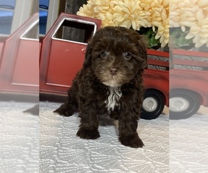 Lhasa Apso-Poodle (Toy) Mix Puppy for sale in CANOGA, NY, USA
