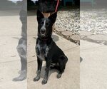Small #2 Border Collie Mix
