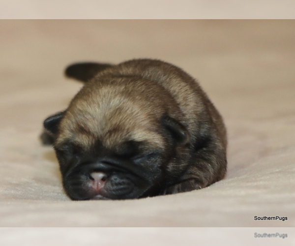 Medium Photo #10 Pug Puppy For Sale in WINNSBORO, TX, USA