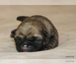 Puppy Rocky Pug