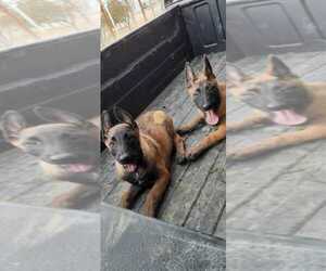 Belgian Malinois Puppy for sale in LAKE LOS ANGELES, CA, USA
