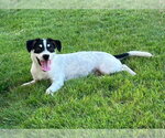 Small #1 Parson Russell Terrier Mix