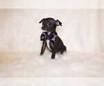 Small Photo #50 Chihuahua Puppy For Sale in CHARLESTON, AR, USA