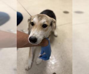 German Shepherd Dog-Unknown Mix Dogs for adoption in Riverside, CA, USA