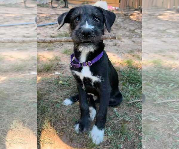 Medium Photo #4 Mutt Puppy For Sale in Greenville, SC, USA