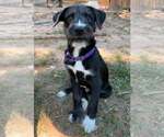 Small #3 Mutt